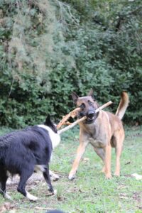 Soin chiens canin propreté soin chien éducation chien éducation chiot Ami mots éducation canine