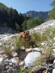 Educateur canin Menton Monaco et alentours