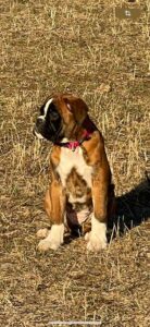 Educateur canin Amimots menton