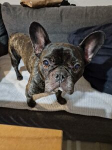 Educateur canin menton