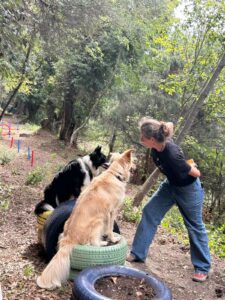 educateur canin positif cani ludique Menton