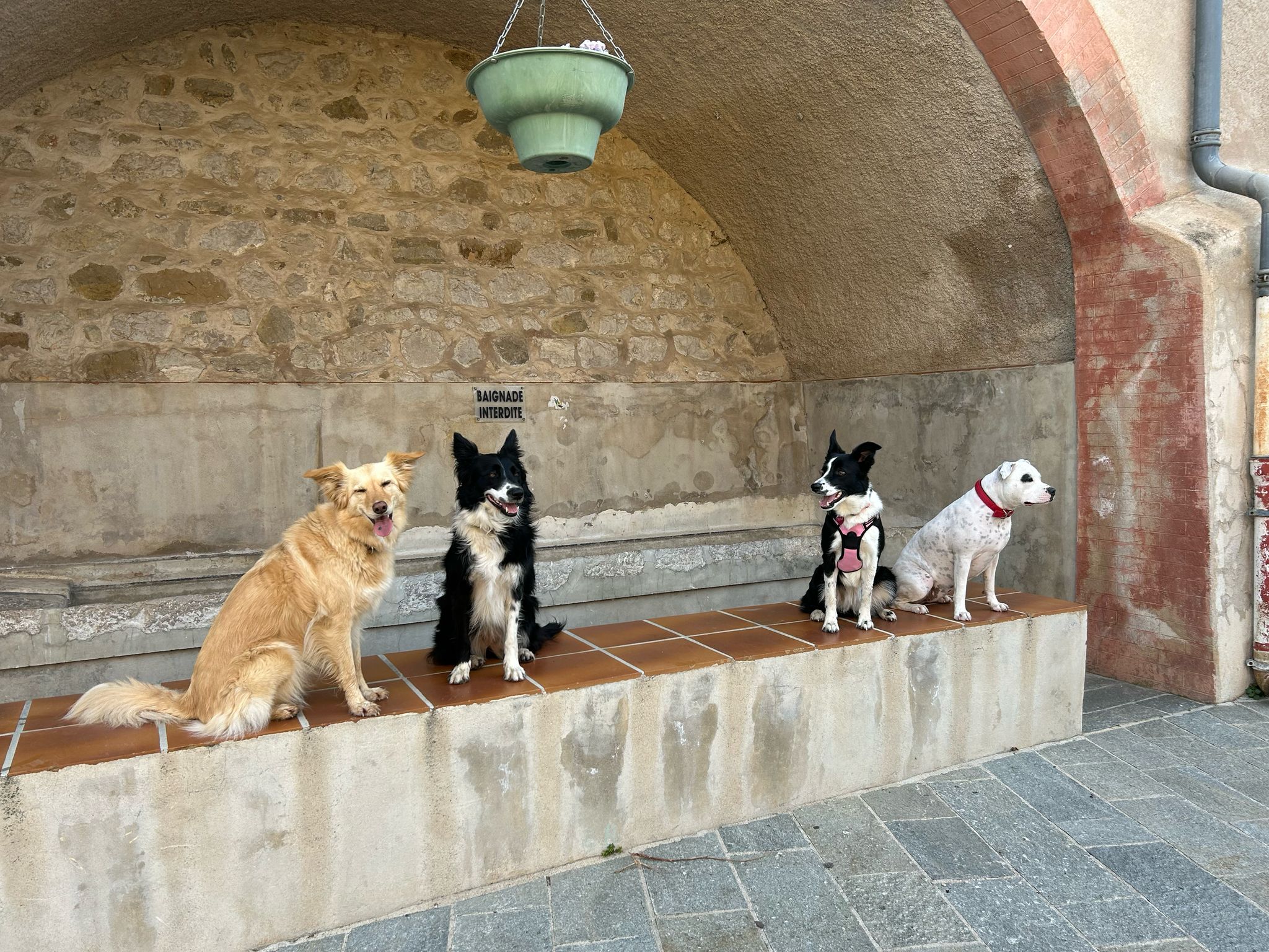 Éducation canine Éducation canine bienveillante Cours individuels éducation canine Comportementalisme canin Comportement canin Comportementaliste canin Éducateur canin Éducation canine positive Rééducation comportementale Problèmes comportementaux chien Médiation animale Médiation animale pour enfants Médiation animale pour adultes Médiation animale pour chien Accompagnement thérapeutique avec chien Médiation canine Bien-être émotionnel chien Accompagnement personnalisé chien Médiation animale pour personnes handicapées Médiation animale pour personnes âgées Éducation canine pour chien agressif Éducation canine pour chien anxieux Chien peureux Peur Anxiété Chien sors pas de chez moi Chihuahua Berger australien Chien maltraité Chien Réunion Malinois Ethologue Terrier Ethogramme Tire en laisse Communication canine Bébé chien Code canin Occuper son chien Chien traumatisé Jouet chien Jeux de chien Éducation positive Comportement Comportementaliste Académie École Chiot Laisse Réactivité Privation sensorielle