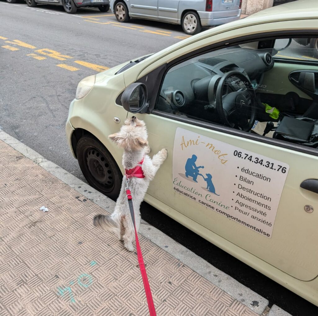 Éducation canine Éducation canine bienveillante Cours individuels éducation canine Comportementalisme canin Comportement canin Comportementaliste canin Éducateur canin Éducation canine positive Rééducation comportementale Problèmes comportementaux chien Médiation animale Médiation animale pour enfants Médiation animale pour adultes Médiation animale pour chien Accompagnement thérapeutique avec chien Médiation canine Bien-être émotionnel chien Accompagnement personnalisé chien Médiation animale pour personnes handicapées Médiation animale pour personnes âgées Éducation canine pour chien agressif Éducation canine pour chien anxieux Chien peureux Peur Anxiété Chien sors pas de chez moi Chihuahua Berger australien Chien maltraité Chien Réunion Malinois Ethologue Terrier Ethogramme Tire en laisse Communication canine Bébé chien Code canin Occuper son chien Chien traumatisé Jouet chien Jeux de chien Éducation positive Comportement Comportementaliste Académie École Chiot Laisse Réactivité Privation sensorielle