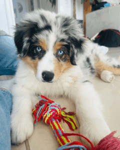 Adopter un chien est une étape importante. Je vous accompagne dans la sélection, la préparation à l’arrivée, et l’intégration du nouveau compagnon. Cet accompagnement vous permet de mieux connaître ses besoins et de faciliter une cohabitation harmonieuse dès les premiers jours et cela en adéquation avec votre environnement et votre vie.